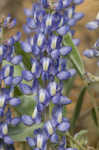 Skyblue lupine